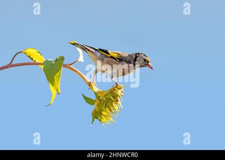 Goldfinch se trouve sur un vieux tournesol avec des graines entre des tournesols fleuris devant un fond bleu Banque D'Images