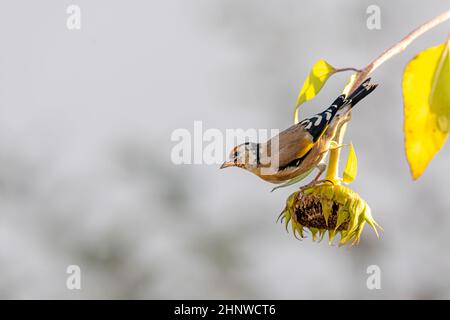 Chardonneret est assis sur un vieux avec des graines de tournesol entre en face de tournesols en fleurs fond vert floue Banque D'Images