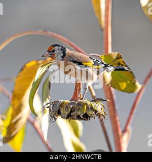 Chardonneret est assis sur un vieux avec des graines de tournesol entre en face de tournesols en fleurs fond vert floue Banque D'Images