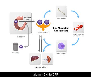 Métabolisme du fer. Du foie, de l'intestin et de la rate. Circulation, recyclage, stockage et absorption de Ferrum. Érythropoïèse. Repasser avec les globules rouges mov Banque D'Images