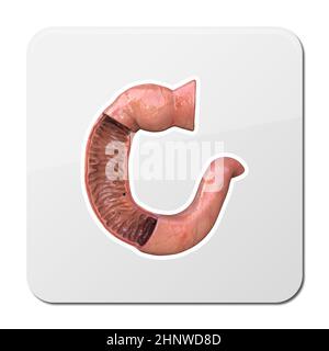 Icône duodénum, anatomie humaine, partie de votre petit intestin, vue de face, 3d, illustration Banque D'Images