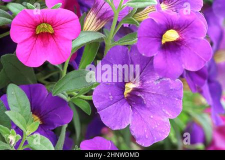 Macro de rose vif pourpre millions de fleurs de Bell. Banque D'Images