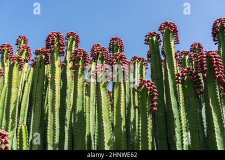 Le fruit de endémique aux îles Canaries - Euphorbia canariensis.Gros plan. Banque D'Images