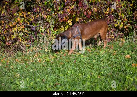 chien crasseux suivant l'odeur à côté des buissons Banque D'Images