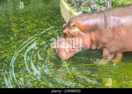 Portrait de l'hippopotame ou de l'hippopotame en train de boire dans un étang nature animaux faune Banque D'Images