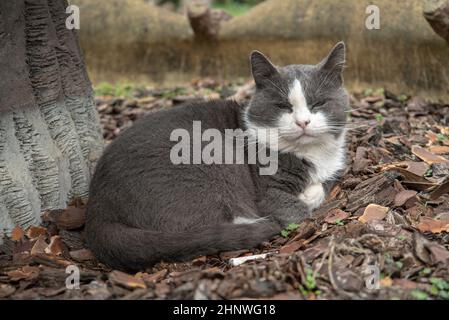 Le chat gris va sur un pré avec de l'herbe haute.Le chat domestique ou le chat sauvage (Felis silvestris catus) est un petit mammifère carnivore, typiquement à fourrure. Banque D'Images