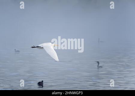 Grand Egret en vol au lac Balboa avec brouillard tôt le matin Banque D'Images