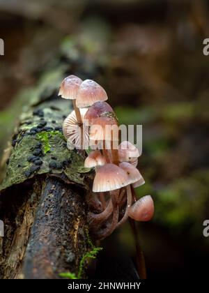 Les champignons de Bonnet en forme de goutte de Bourgogne poussent sur du bois mort dans les bois de l'est du Sussex. Banque D'Images