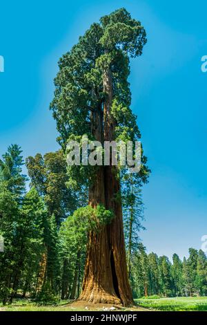 Les célèbres grands séquoias se trouvent dans le parc national de Sequoia, quartier du village géant, grands arbres célèbres de Sequoia, mammut arbres Banque D'Images