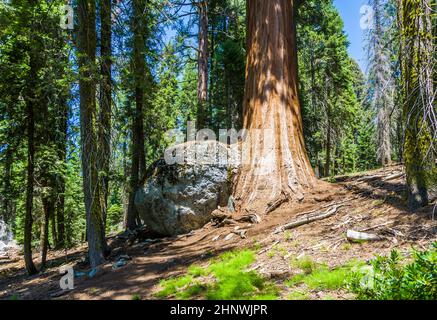 Grands séquoias avec roche dans le parc national de Sequoia, région du village géant Banque D'Images