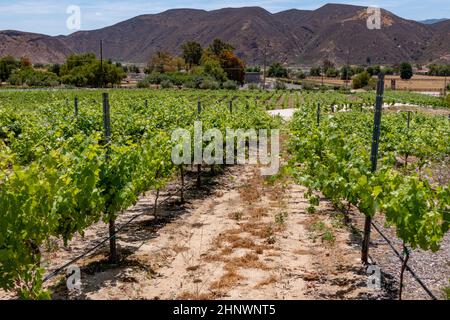 Belle photo dans le pays viticole de Temecula Valley, Californie Banque D'Images