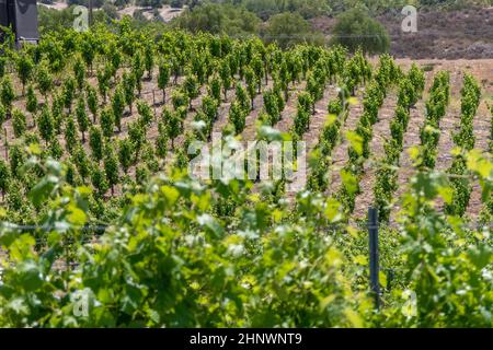 Belle photo dans le pays viticole de Temecula Valley, Californie Banque D'Images