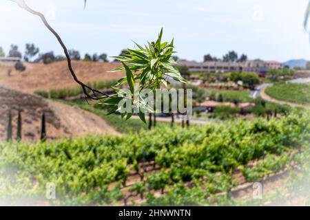 Belle photo dans le pays viticole de Temecula Valley, Californie Banque D'Images