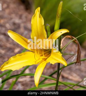 Belle photo dans le pays viticole de Temecula Valley, Californie Banque D'Images