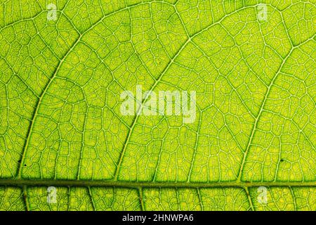 Textures détaillées des nervures de feuilles vertes pour les fonds d'écran et les fonds d'écran. Arrière-plan de texture. Arrière-plan abstrait. Photographie macro. Gros plan Banque D'Images