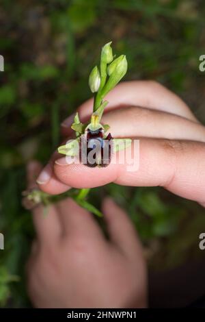 Main tient Ophrys sphègodes également connu sous le nom d'araignée-orchidée précoce.Valverde de Leganes, Extremadura, Espagne Banque D'Images