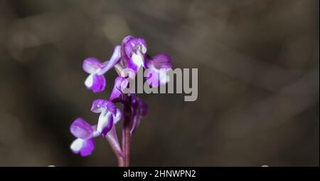 Belle orchidée sauvage rare Anacamptis morio subsp. Champagneuxii.Valverde de Leganes, Extremadura, Espagne Banque D'Images