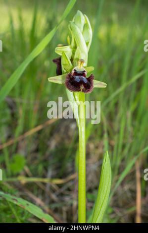 Belle orchidée sauvage rare Ophrys sphègodes également connu sous le nom d'araignée-orchidée précoce.Valverde de Leganes, Extremadura, Espagne Banque D'Images