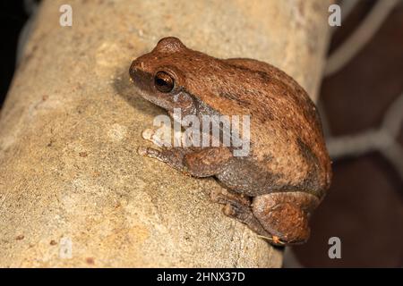 Grenouille d'arbre de désert australien reposant sur la poste Banque D'Images