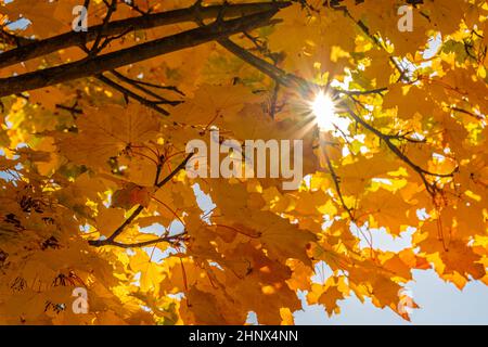 Feuilles d'érable jaune plante dans les couleurs d'automne dans le rétro-éclairé Banque D'Images
