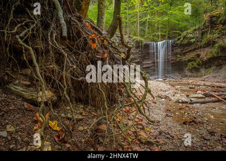 Racines de l'arbre devant une cascade Banque D'Images