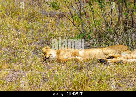 De jeunes enfants adorables au lion dort dans le parc national Kruger en Afrique du Sud lors du safari à Mpumalanga. Banque D'Images