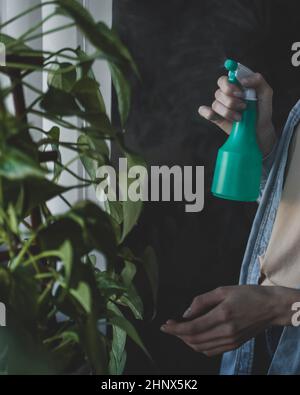 La femme vaporise l'eau du pulvérisateur sur l'usine de la maison. Banque D'Images