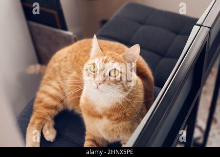 Le chat de gingembre se trouve sur une chaise et est triste.Vue avant. Banque D'Images