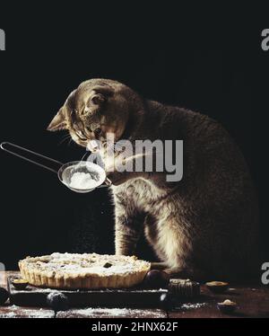 le chat droit écossais adulte tient un tamis avec du sucre en poudre et saupoudrer une tarte aux prunes sur une table rustique brune.Drôle de cuisinier animal Banque D'Images