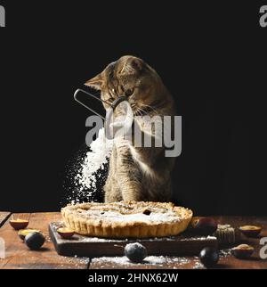 le chat droit écossais adulte tient un tamis avec du sucre en poudre et saupoudrer une tarte aux prunes sur une table rustique brune.Drôle de cuisinier animal Banque D'Images