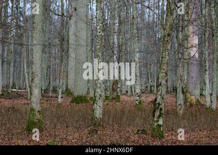 Les arbres brisés restent au printemps et les chênes et les tilleuls en premier plan, forêt de Bialowieza, Pologne, Europe Banque D'Images