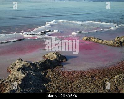 Glace pourpre sur les rives de la mer Caspienne. Kazakhstan. Région de Mangistau. 22 novembre 2019 année. Banque D'Images