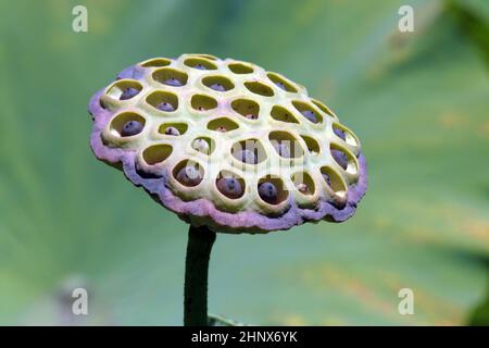 TÊTE DE FLEUR DE GRAINE DE LA FLEUR SACRÉE DE LOTUS (NELUMBO NUCIFERA) UN GENRE DE PLANTES AQUATIQUES AVEC DE GRANDES FLEURS. Banque D'Images