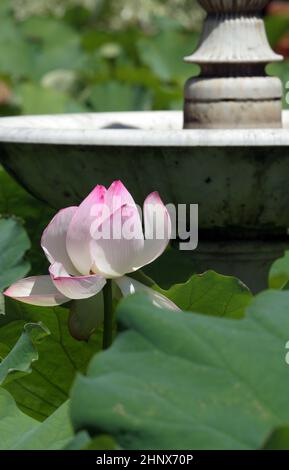 FLEUR DE LOTUS SACRÉ ROSE PÂLE (NELUMBO NUCIFERA) DANS UN ÉTANG DE JARDIN DE BANLIEUE. NEW SOUTH WALES, AUSTRALIE. Banque D'Images