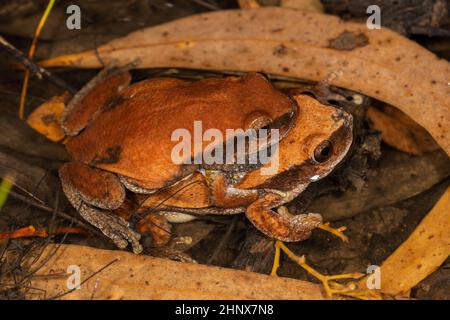 Grenouilles des arbres du désert australien dans le plexus Banque D'Images