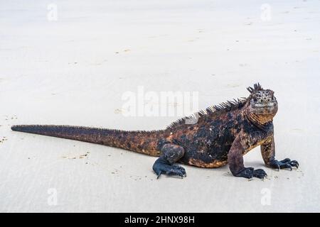 Grand iguane marin à la plage de sable Banque D'Images