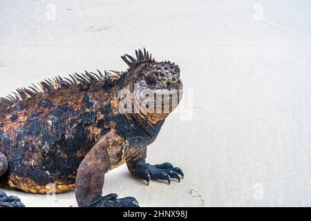 Grand iguane marin à la plage de sable Banque D'Images