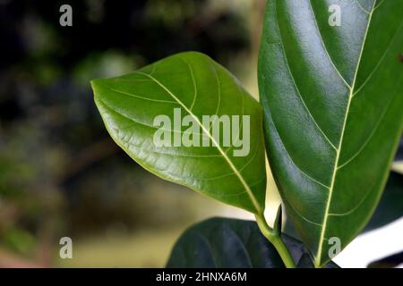 Feuilles de jackfruit vert dans la nature. Banque D'Images