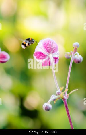 Fleur rose pâle anémone Japonaise, close-up. Remarque : profondeur de champ Banque D'Images