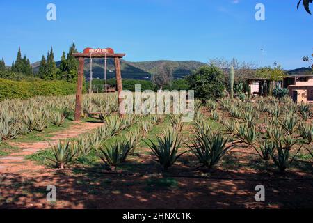 Jardin soigné de l'aloe vera et divers succulents cultivés dans le sol sec des îles Baléares Banque D'Images