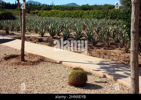 Jardin soigné de l'aloe vera et divers succulents cultivés dans le sol sec des îles Baléares Banque D'Images