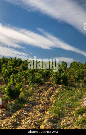 Vignoble typique avec des pierres près de Châteauneuf-du-Pape, Côtes du Rhône, France Banque D'Images