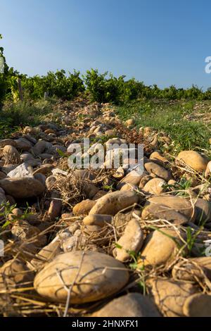 Vignoble typique avec des pierres près de Châteauneuf-du-Pape, Côtes du Rhône, France Banque D'Images