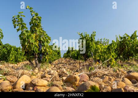 Vignoble typique avec des pierres près de Châteauneuf-du-Pape, Côtes du Rhône, France Banque D'Images