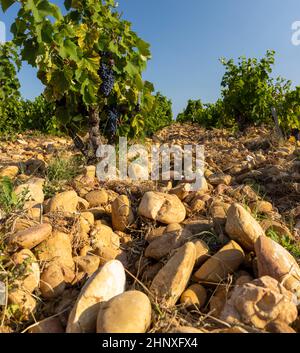 Vignoble typique avec des pierres près de Châteauneuf-du-Pape, Côtes du Rhône, France Banque D'Images