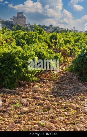 Vignoble typique avec des pierres près de Châteauneuf-du-Pape, Côtes du Rhône, France Banque D'Images