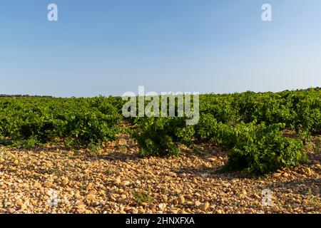 Vignoble typique avec des pierres près de Châteauneuf-du-Pape, Côtes du Rhône, France Banque D'Images