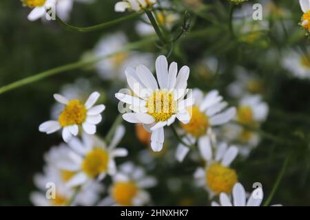 Un fond de fleurs blanches de camomille sans sentons. Banque D'Images