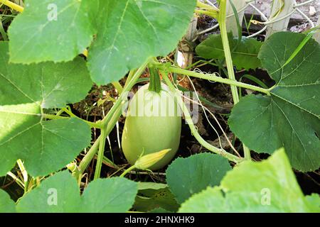 Une douce citrouille qui grandit en été. Banque D'Images