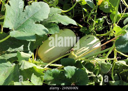 Deux citrouilles douces qui poussent en été. Banque D'Images